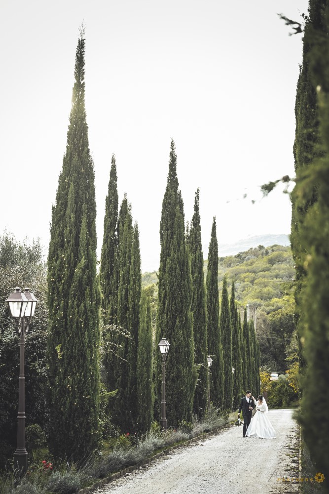 Cypresses avenue